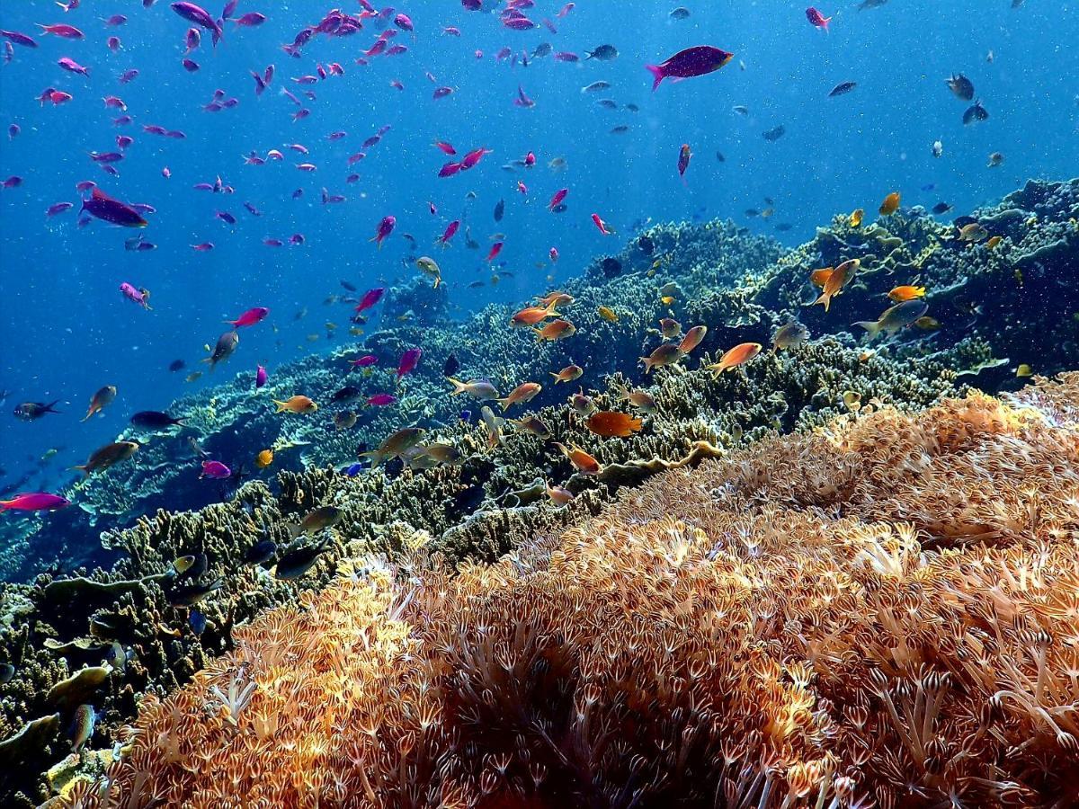 Love'S Beach & Dive Resort Moalboal Luaran gambar