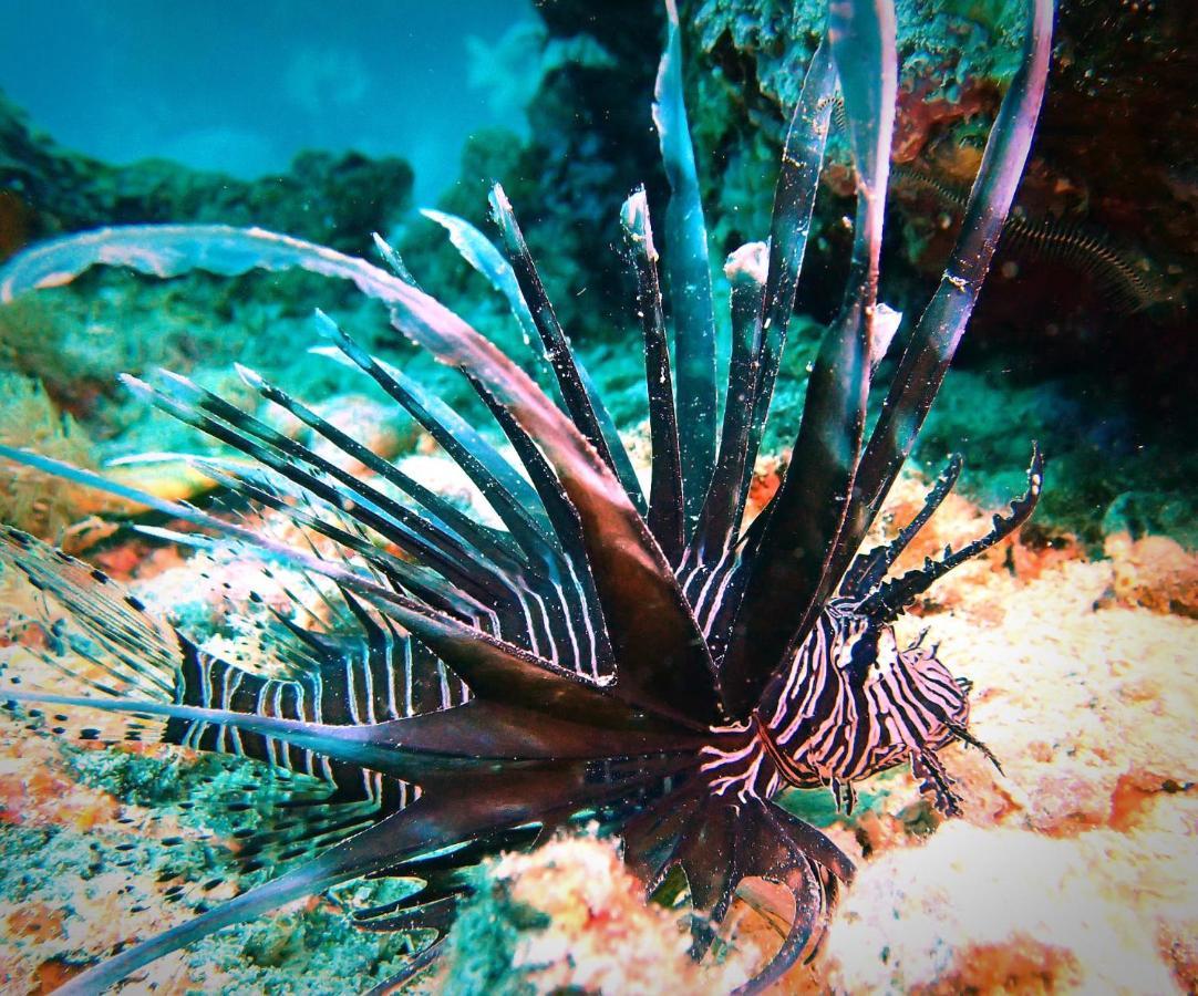Love'S Beach & Dive Resort Moalboal Luaran gambar